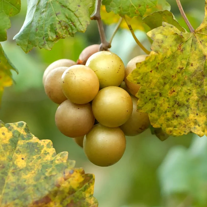 Scuppernong Grape Vine - 1-2 Year Old - Well-Rooted Muscadine Grape Plant