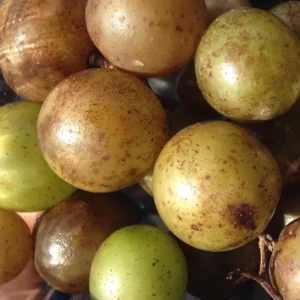 Scuppernong Grape Vine - 1-2 Year Old - Well-Rooted Muscadine Grape Plant