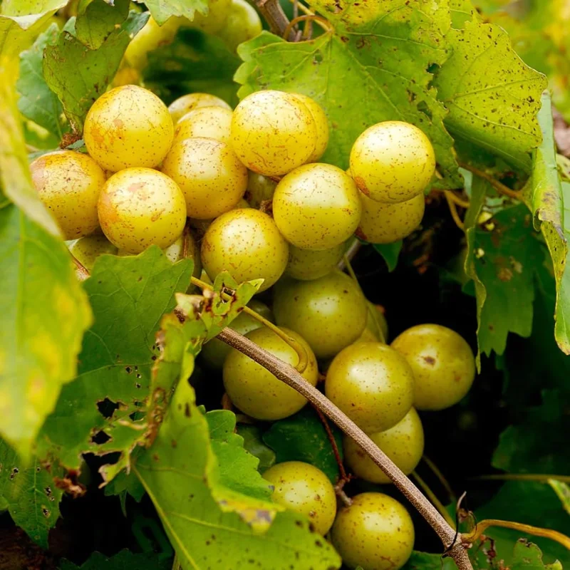 Scuppernong Grape Vines - 1-2 Year Old Muscadine Grape Plant for Planting
