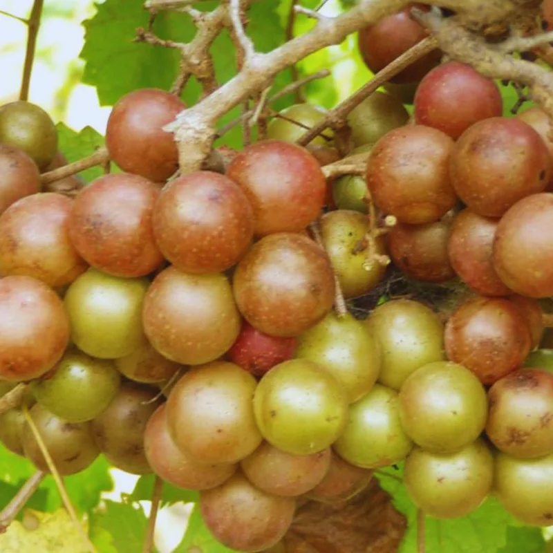 Scuppernong Grape Vines - 1-2 Year Old Muscadine Grape Plant for Planting