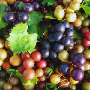 Scuppernong Grape Vine - Live 1-2 Year Old Well-Rooted Muscadine Plant