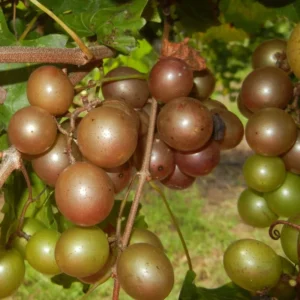 Muscadine Grape Vines - Live Scuppernong Grape Plant - 1-2 Year Old - Well-Rooted