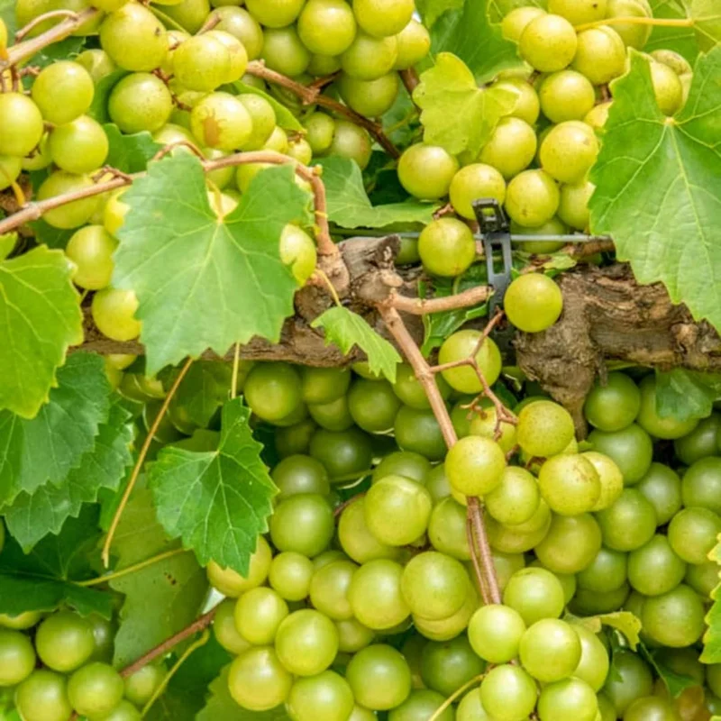 Muscadine Grape Vines - Live Scuppernong Grape Plant - 1-2 Year Old - Well-Rooted