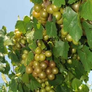Muscadine Grape Vines - Live Scuppernong Grape Plant - 1-2 Year Old - Well-Rooted