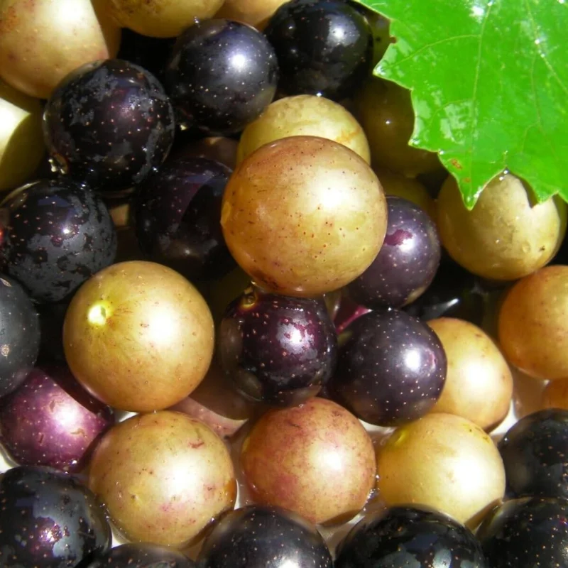 Muscadine Grape Vines - Live Scuppernong Grape Plant - 1-2 Year Old - Well-Rooted