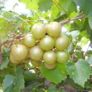 Muscadine Grape Vines - Live Scuppernong Grape Plant - 1-2 Year Old - Well-Rooted