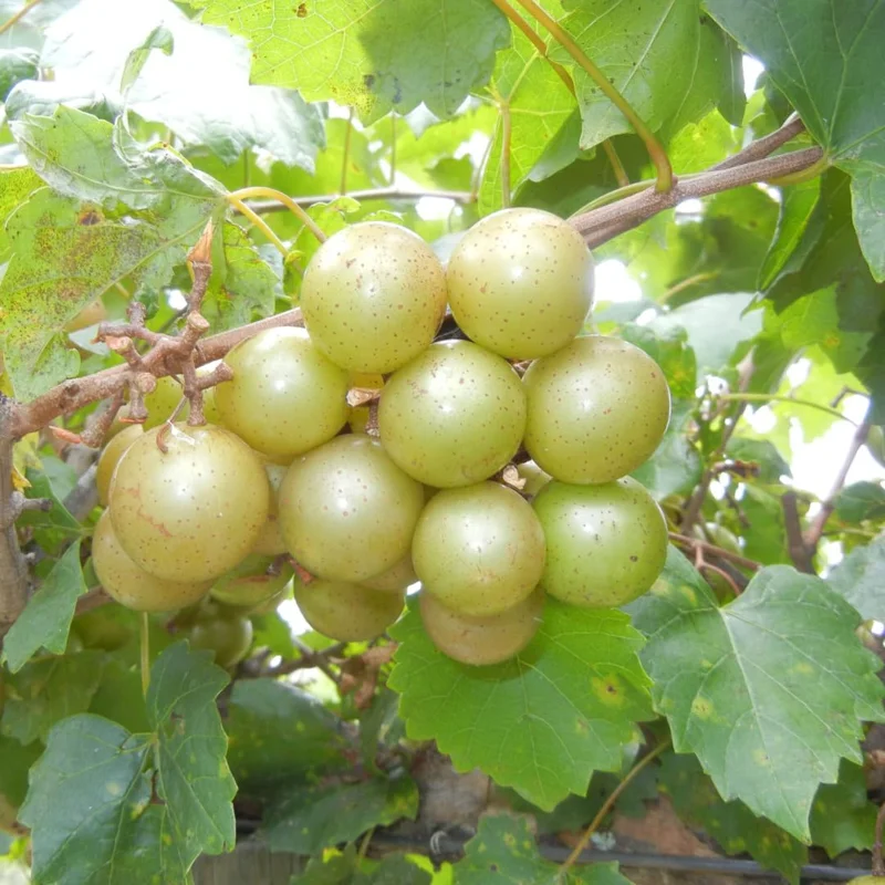Muscadine Grape Vines - Live Scuppernong Grape Plant - 1-2 Year Old - Well-Rooted