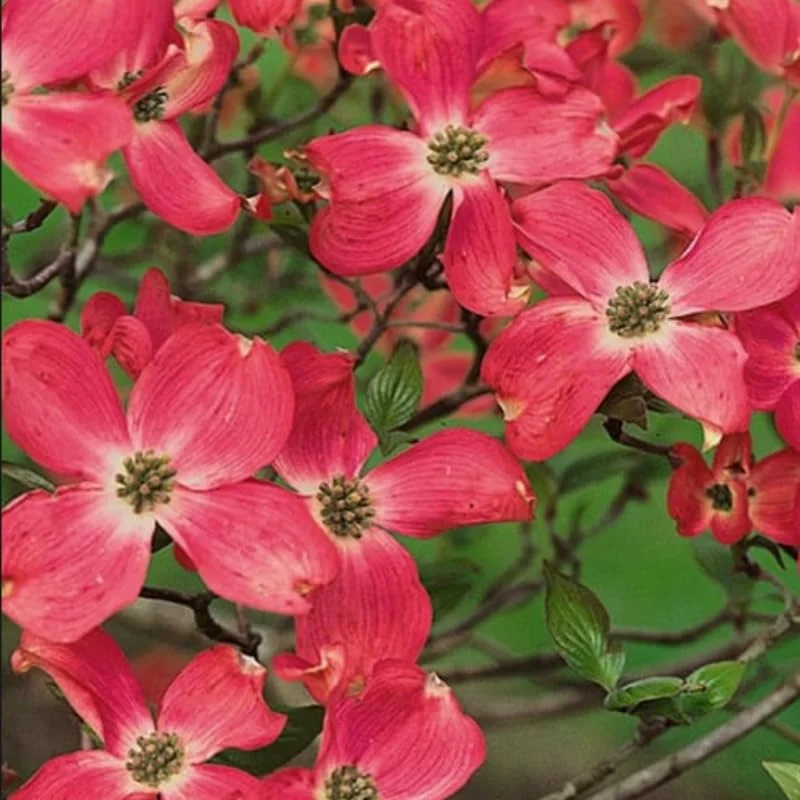 Red Dogwood Tree Live Plant - 12 Inch Flowering Shrub for Planting