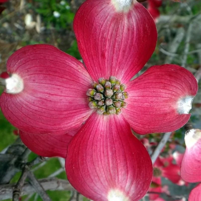 Red Dogwood Tree Live Plant - 12 Inch Flowering Shrub for Planting