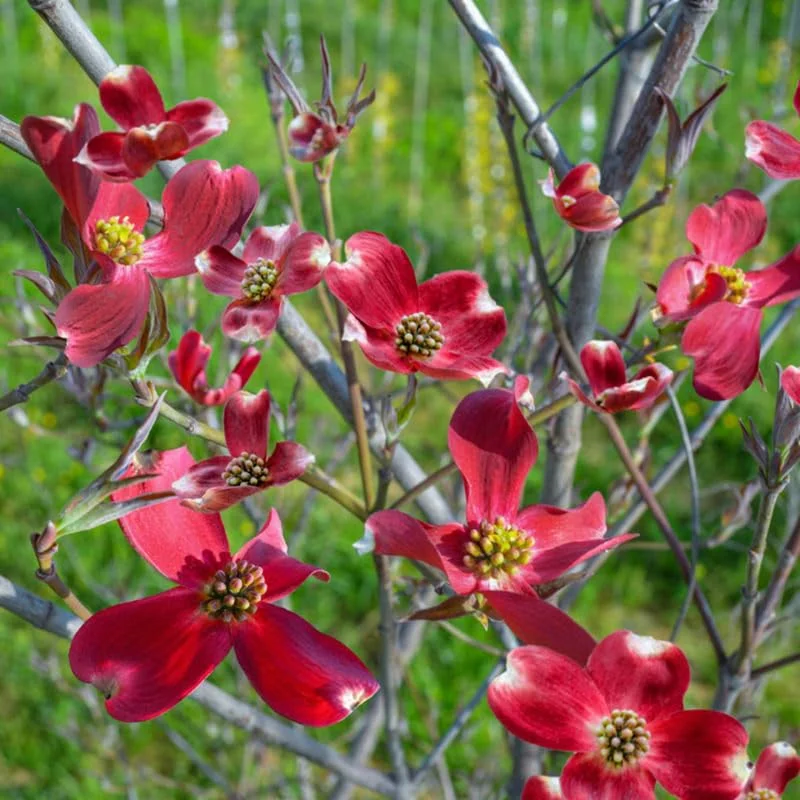 Red Dogwood Tree Live Plant - 12 Inch Flowering Shrub for Planting