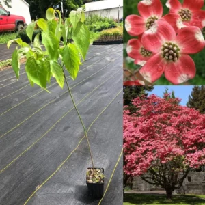 Red Dogwood Tree Live Plant - 12 Inch Flowering Shrub for Planting