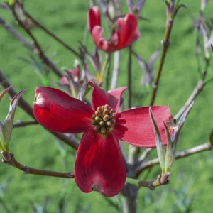Red Dogwood Tree Live Plant - 12 Inch Flowering Shrub for Planting