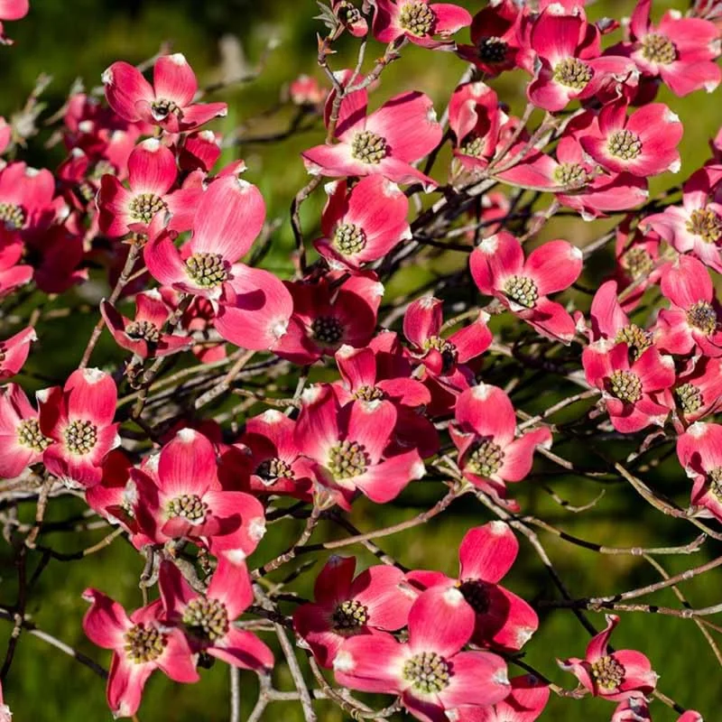 Red Dogwood Tree Live Plant - 12 Inch Flowering Shrub for Planting