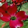 Flowering Dogwood Tree Live Plant - 2 Ft Red Dogwood Shrub Bush for Planting Outside