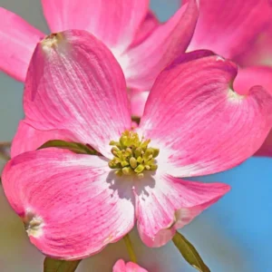 Pink Dogwood Trees - Live Flowering Plants - 1-2 Feet Tall - Outdoor Planting