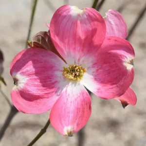 Pink Dogwood Trees - Live Flowering Plants - 1-2 Feet Tall - Outdoor Planting