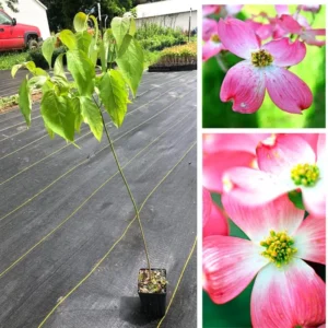 Pink Dogwood Trees - Live Flowering Plants - 1-2 Feet Tall - Outdoor Planting