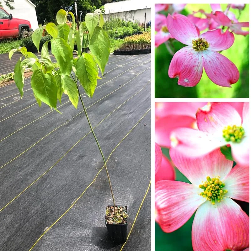 Pink Dogwood Trees - Live Flowering Plants - 1-2 Feet Tall - Outdoor Planting