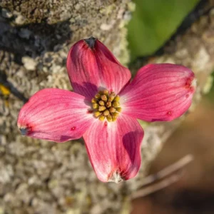 Pink Dogwood Trees - Live Flowering Plants - 1-2 Feet Tall - Outdoor Planting