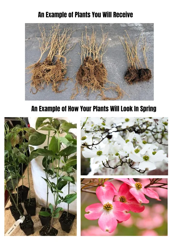 Pink Dogwood Tree Live Plant - 1-2 ft Dormant Flowering Dogwood for Outdoor Planting