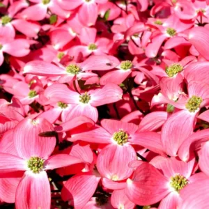 Pink Dogwood Trees - Set of 2 Live Bare Root Plants 12-18 Inches Flowering Shrubs