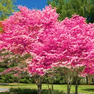 Pink Dogwood Trees - Set of 2 Live Bare Root Plants 12-18 Inches Flowering Shrubs