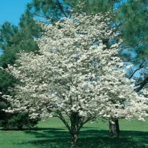 White Dogwood Tree Shrub Quart Pot - Live Flowering Plant Outdoor