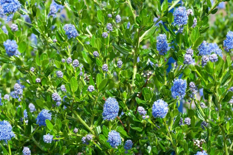 ceanothus-california-lilac