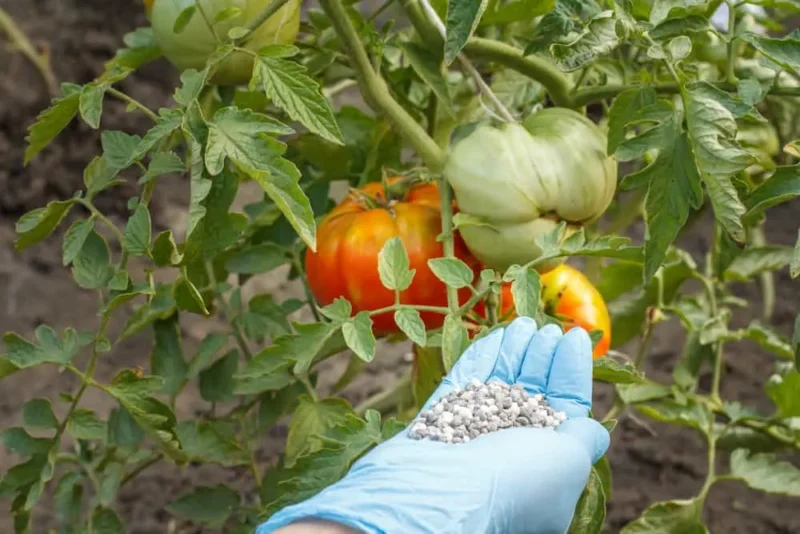 Tomatoes are heavy feeders—use the right nutrients for maximum yield.