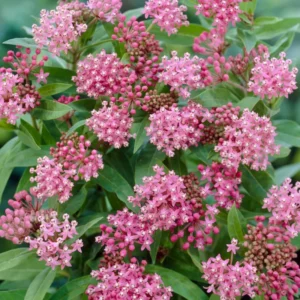 Butterfly Milkweed Plants Live - 4 Pack Asclepias Tuberosa 5-8" Perennial Flowers for Gardens