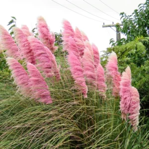 Pampas Grass Plants Live Clumps 3 Pack - Ornamental Grass Perennial