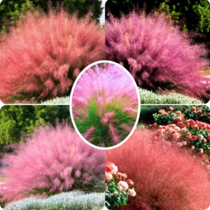 3 Muhly Grass Plants Pack - Live Ornamental Grass Clumps Perennial 5-9 Inch