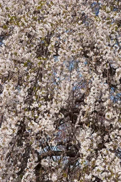 Yoshino Weeping Cherry 2.5 inch Potted Plant 2 Plants