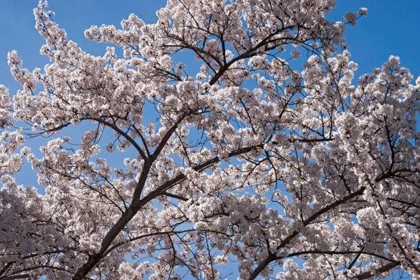 Yoshino Weeping Cherry 2.5 inch Potted Plant 2 Plants