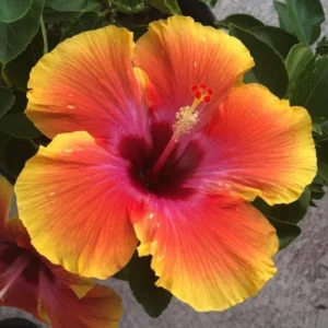 Hibiscus Plant Live Clump - 8-12 Inch Hardy Hibiscus Tree for Vibrant Flowers