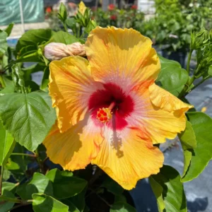 Hibiscus Plant Live Clump - 8-12 Inch Hardy Hibiscus Tree for Vibrant Flowers