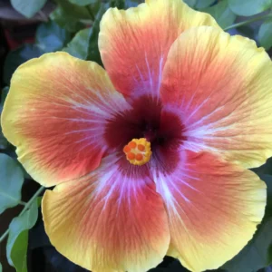 Hibiscus Plant Live Clump - 8-12 Inch Hardy Hibiscus Tree for Vibrant Flowers