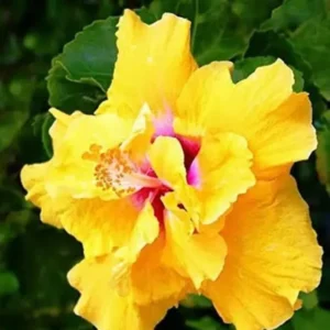 Hibiscus Live Plant 5-9" Tall - Hardy Hibiscus Tree - Flowers
