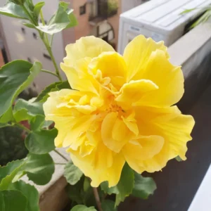 Hibiscus Live Plant 5-9