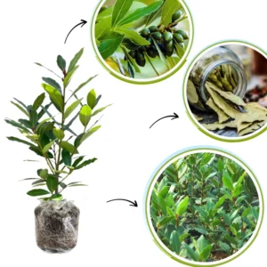 Bay Leaf Plant - Live Laurus Nobilis Tree - Sweet Bay Laurel Herb