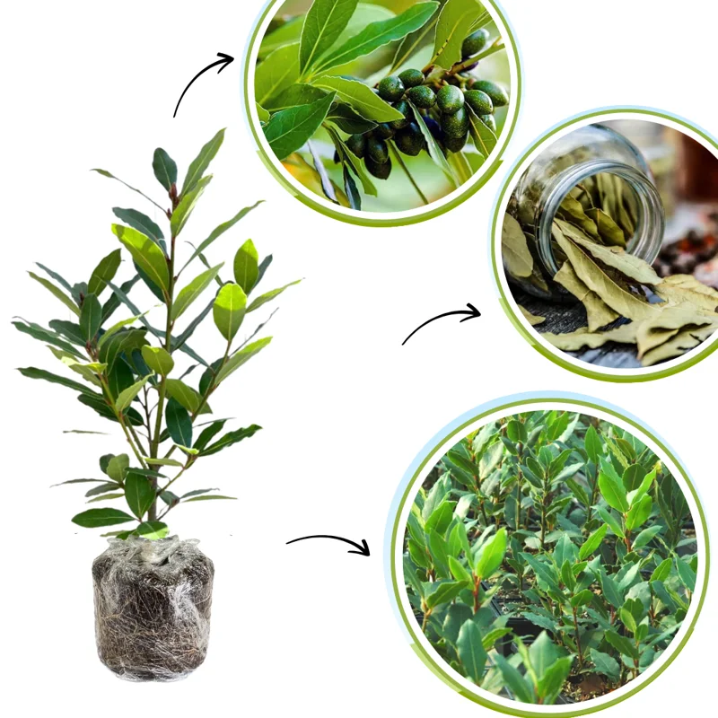Bay Leaf Plant - Live Laurus Nobilis Tree - Sweet Bay Laurel Herb