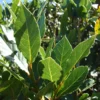 Bay Leaf Plant - Live Laurus Nobilis Tree - Sweet Bay Laurel Herb