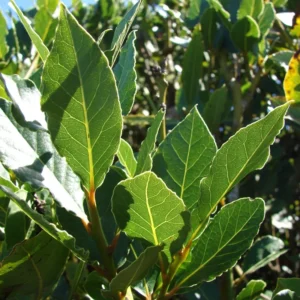 Bay Leaf Plant - Live Laurus Nobilis Tree - Sweet Bay Laurel Herb