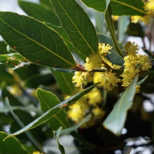Bay Leaf Plant - Live Laurus Nobilis Tree - Sweet Bay Laurel Herb
