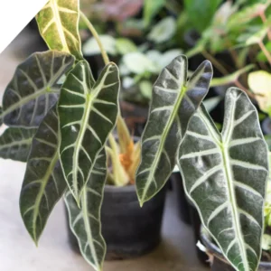 Black Green Alocasia Live Plant - Rare Houseplant Indoor Home Garden Decor No Pot