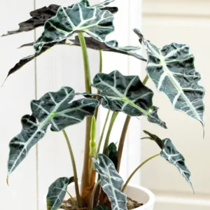 Black Green Alocasia Live Plant - Rare Houseplant Indoor Home Garden Decor No Pot