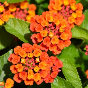 Lantana Live Plants - 2 Pack Perennial Flowers 4-9 Inch Tall for Outdoor Planting