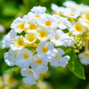 Lantana Live Plants - 2 Pack Perennial Flowers 4-9 Inch Tall for Outdoor Planting