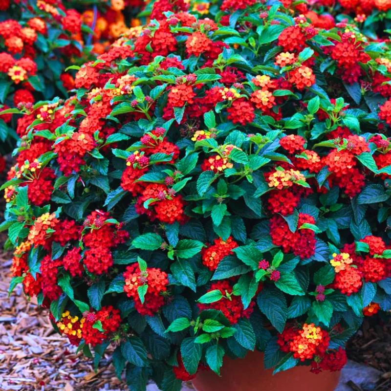 Lantana Live Plants - 2 Pack Perennial Flowers 4-9 Inch Tall for Outdoor Planting