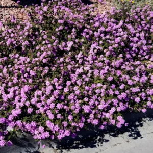 Lantana Live Plants - 2 Pack Perennial Flowers 4-9 Inch Tall for Outdoor Planting